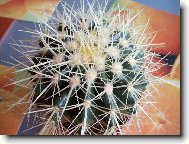 Echinocactus Grusonii