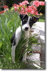 Perro Sin Pelo del Per�