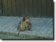 Jork��rsk� terier, Yorkshire Terrier,