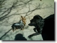 Jork��rsk� terier, Yorkshire Terrier,
