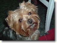 Jork��rsk� terier, Yorkshire Terrier,