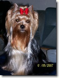 Jork��rsk� terier, Yorkshire Terrier,