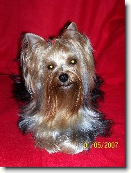 Jork��rsk� terier, Yorkshire Terrier,