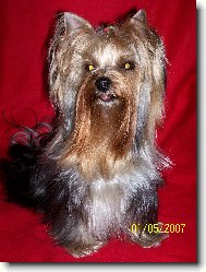 Jork��rsk� terier, Yorkshire Terrier,