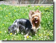 Jork��rsk� terier, Yorkshire Terrier,