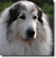 Chien de Montagne des Pyr�n�es