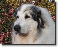 Chien de Montagne des Pyr�n�es