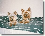 Jork��rsk� terier, Yorkshire Terrier,