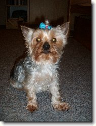 Jork��rsk� terier, Yorkshire Terrier,