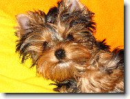 Jork��rsk� terier, Yorkshire Terrier,