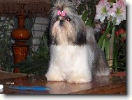 �icu, Shih-Tzu