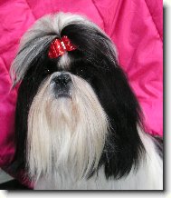 �icu, Shih-Tzu