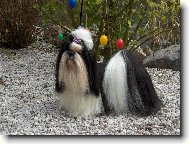 �icu, Shih-Tzu