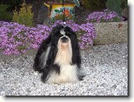 �icu, Shih-Tzu