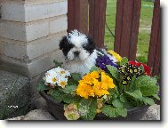�icu, Shih-Tzu