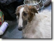 Borzoi � Russian Hunting Sighthound