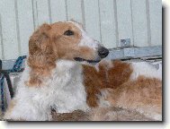 Borzoi � Russian Hunting Sighthound