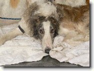 Borzoi � Russian Hunting Sighthound