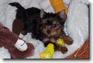 Jork��rsk� terier, Yorkshire Terrier,