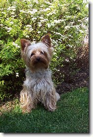 Jork��rsk� terier, Yorkshire Terrier,