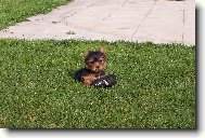 Jork��rsk� terier, Yorkshire Terrier,