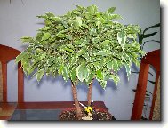 Ficus benjamina