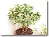 Crassula