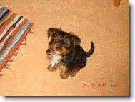 Jork��rsk� terier, Yorkshire Terrier,