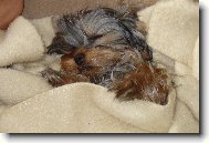 Jork��rsk� terier, Yorkshire Terrier,