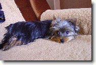 Jork��rsk� terier, Yorkshire Terrier,