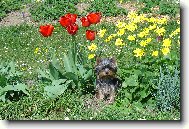 Jork��rsk� terier, Yorkshire Terrier,