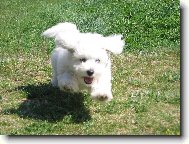 Bichon � poil fris�, Bichon Frise