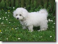 Bichon � poil fris�, Bichon Frise