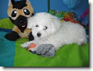 Bichon � poil fris�, Bichon Frise