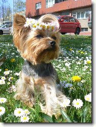 Jork��rsk� terier, Yorkshire Terrier,