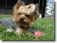Jork��rsk� terier, Yorkshire Terrier,