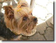 Jork��rsk� terier, Yorkshire Terrier,