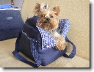 Jork��rsk� terier, Yorkshire Terrier,