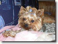 Jork��rsk� terier, Yorkshire Terrier,