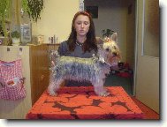 Jork��rsk� terier, Yorkshire Terrier,