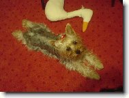 Jork��rsk� terier, Yorkshire Terrier,