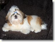 �icu, Shih-Tzu