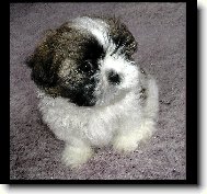 �icu, Shih-Tzu