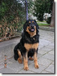 Str� domu