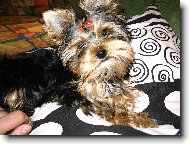 Jork��rsk� terier, Yorkshire Terrier,
