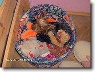 Jork��rsk� terier, Yorkshire Terrier,