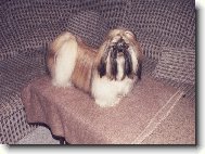 �icu, Shih-Tzu