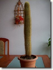Cleistocactus