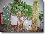 Cleistocactus
