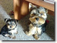 Jork��rsk� terier, Yorkshire Terrier,